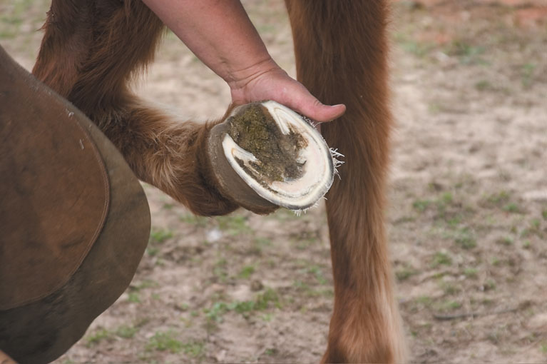HOOF TRIMMING GENERAL INFORMATION
